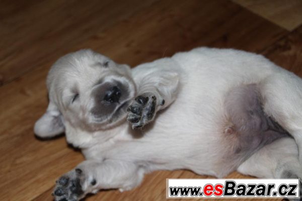 Zlatý retriever -  štěňátka s PP – fotografie 4