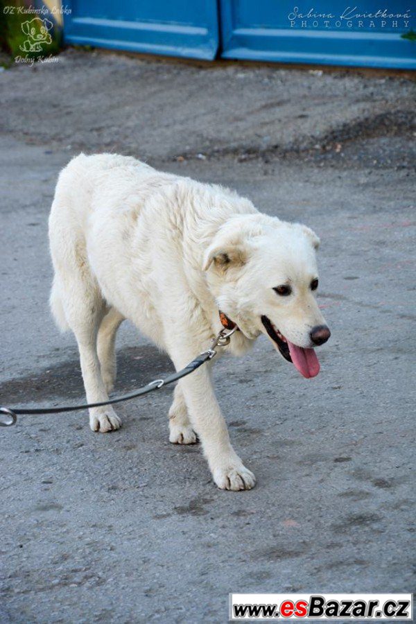 ZEUS - Labradorský retrívr x - pes – fotografie 2