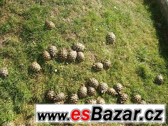 Želva Zelenavá,Žlutohnědá,Vroubená – fotografie 1