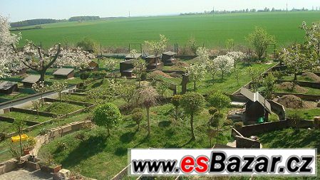 Želva Zelenavá,Žlutohnědá,Vroubená – fotografie 3