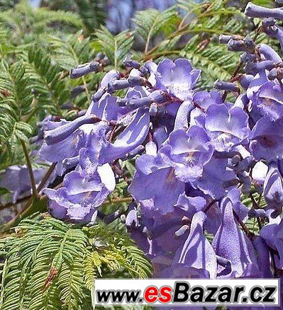 Žakaranda mimózolistá  – fotografie 3