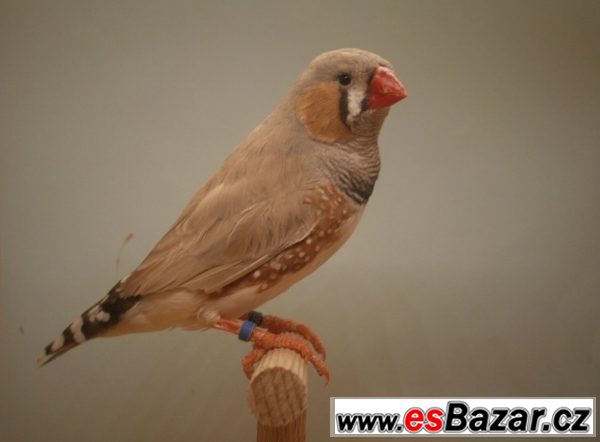 Zebřička pestrá - výstavní – fotografie 5