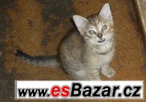 Zlatuška
