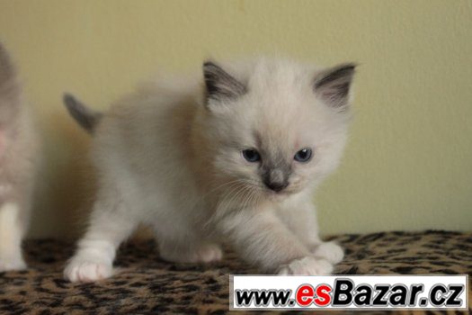 Ragdoll koťátka s PP – fotografie 2