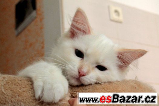 Ragdoll kocoureks PP – fotografie 1