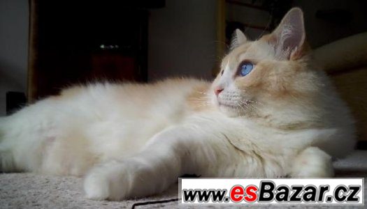 Ragdoll kocoureks PP – fotografie 5