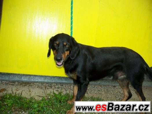 Prodám pejska, Macko, kříženec kopova – fotografie 5