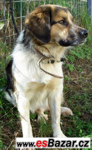 Fido - pes s krásným kožíškem – fotografie 3
