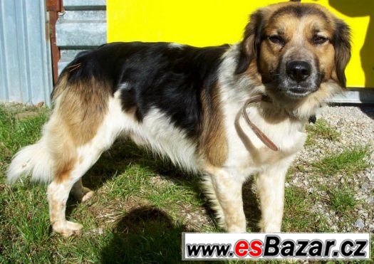 Fido - pes s krásným kožíškem – fotografie 5