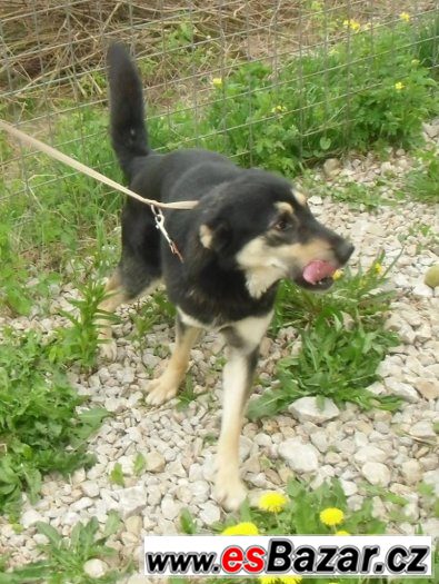 Zorko, kříženec NO, mladý pes – fotografie 2