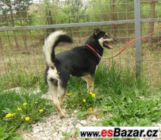 Zorko, kříženec NO, mladý pes – fotografie 4