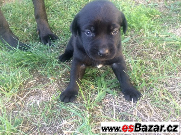 Štěňátka labradora bez PP – fotografie 1