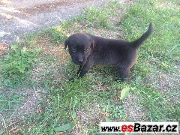 Štěňátka labradora bez PP – fotografie 2