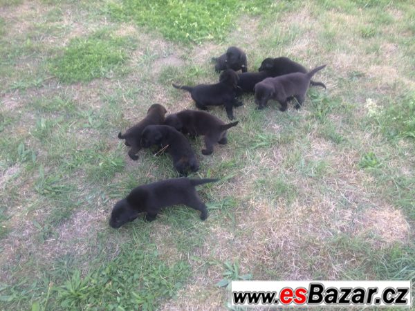 Štěňátka labradora bez PP – fotografie 3