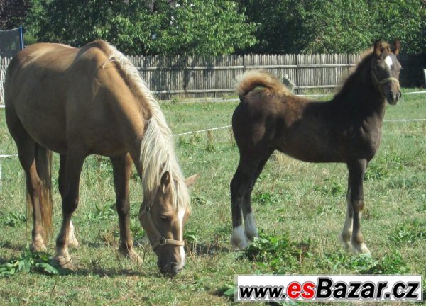 Welsh cob, velšský kob – fotografie 2