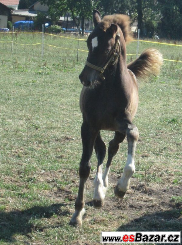 Welsh cob, velšský kob – fotografie 5