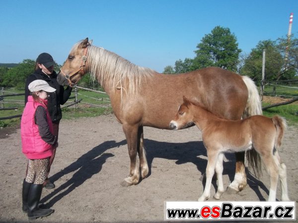 Welsh cob, velšský kob – fotografie 6