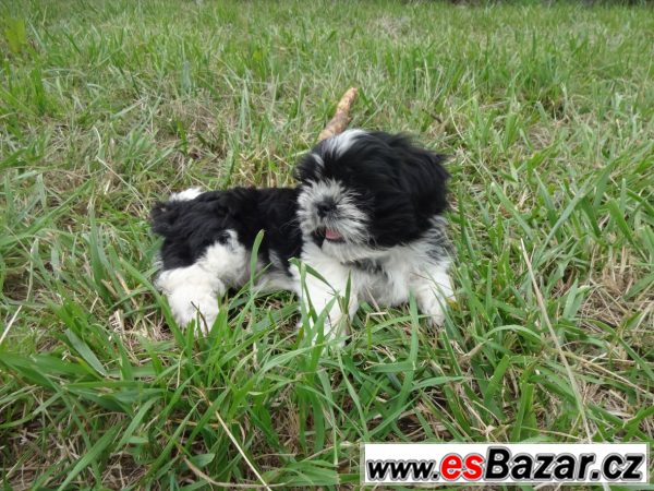 Prodám shih-tzu – fotografie 2