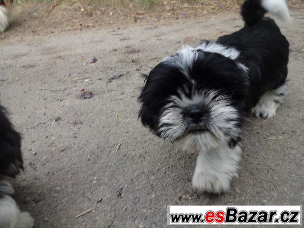 Prodám shih-tzu – fotografie 4