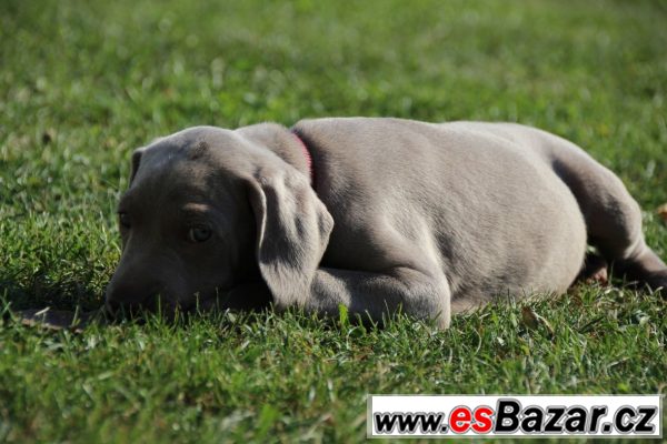 Výmarský ohař - štěňátka – fotografie 6
