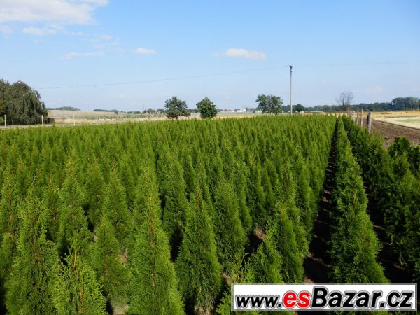 Túje, Thuja,Thuje, tůje – fotografie 2