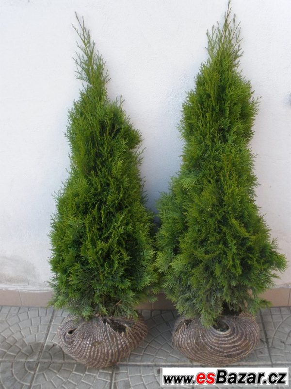 Túje, Thuja,Thuje, tůje – fotografie 3