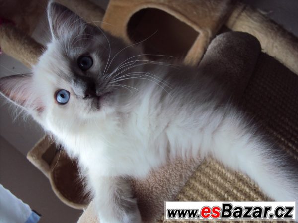 Ragdollí kocourek – fotografie 1