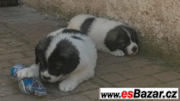 Pyrenejský mastin – fotografie 1