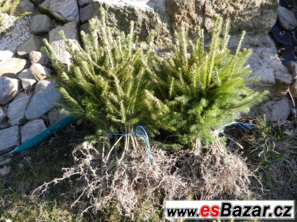 Smrk ztepilý – sazenice – fotografie 2