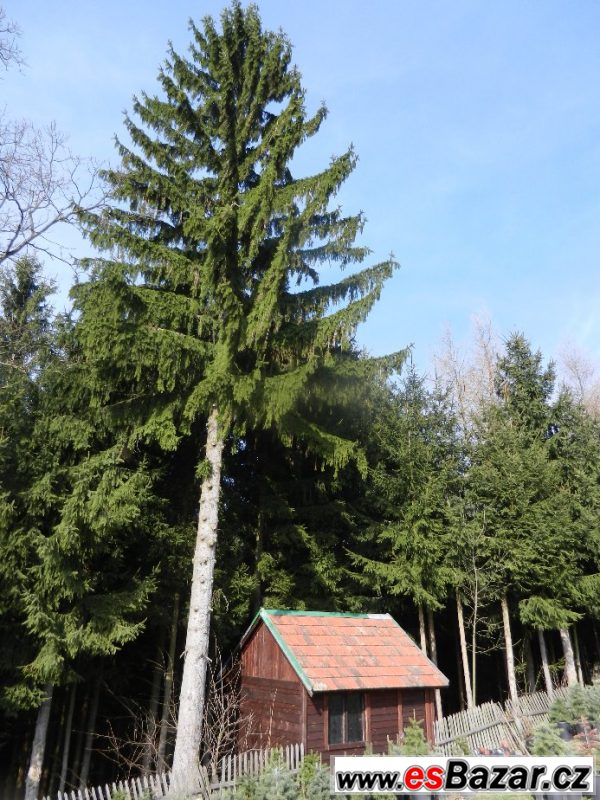 Smrk ztepilý – sazenice – fotografie 4