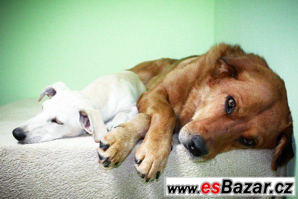 Scooby - Zlatý retrívr přátelský – fotografie 1