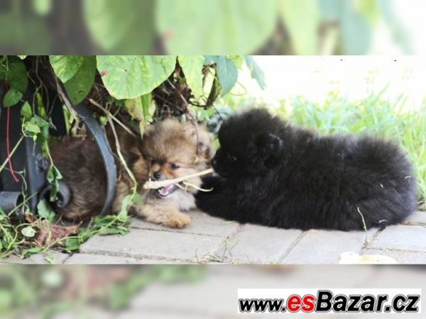 Trpasličí špic/Pomeranian – fotografie 5