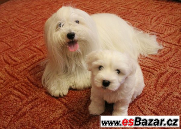 štěňátko Coton de Tulear s PP – fotografie 2