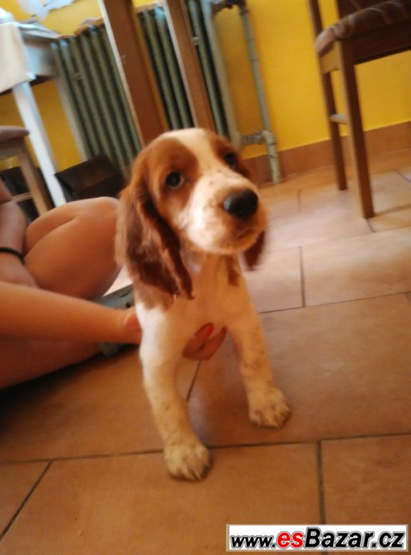 Welsh springer spaniel - štěňata s PP – fotografie 3