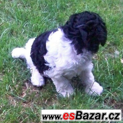 Toy a trpasličí pudlík – fotografie 3