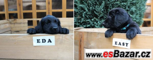 Štěňátka Flat Coated Retriever s PP – fotografie 1