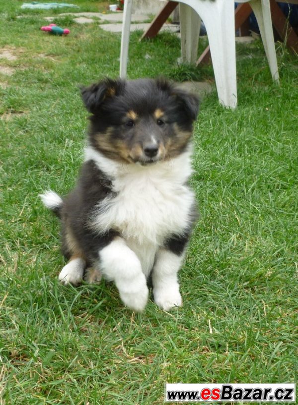 Sheltie s PP – fotografie 1