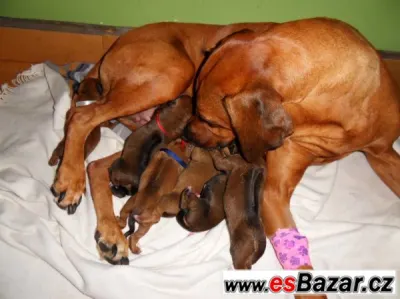 ŠTĚŇATA RHODÉSKÉHO RIDGEBACKA
