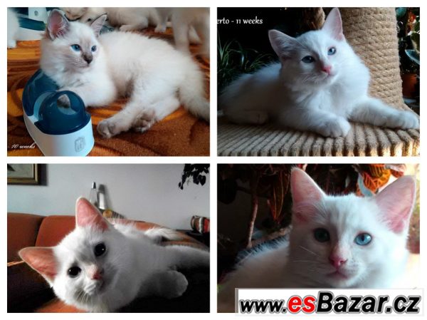 Ragdoll koťátka - hadrová panenka – fotografie 1
