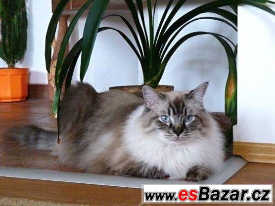 Ragdoll koťátka - hadrová panenka – fotografie 3