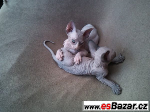 Sphynx koťata – fotografie 3
