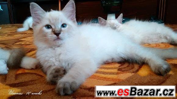 Ragdollí princátko Uranus  – fotografie 2