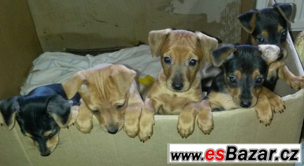 Trpasličí pinč - zdravá štěňátka – fotografie 1