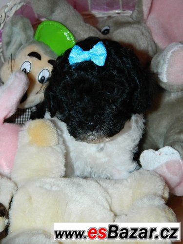 Pudl toy a trpaslík – fotografie 1