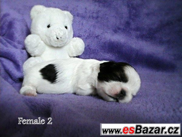 Shih-tzu fenka s PP – fotografie 1