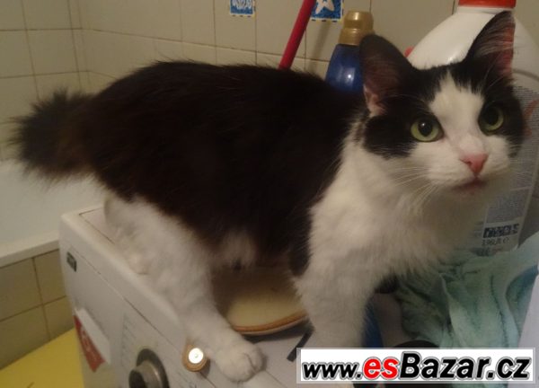 Tříletá mazlivá kočička - kříženec – fotografie 1