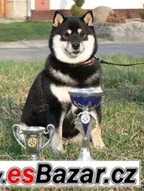 Shiba-inu s PP – fotografie 5