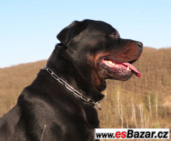 Rottweiler - krytí – fotografie 1