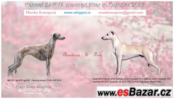Štěňátka vipeta - whippet puppies – fotografie 1
