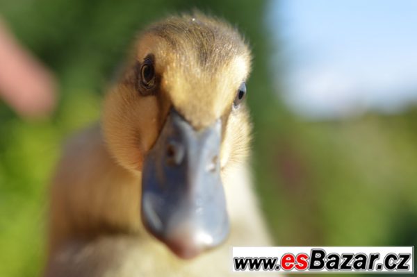 Prodám kachny pižmové a ind. běžce – fotografie 3